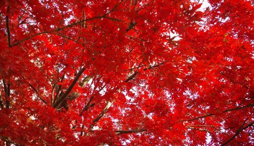 2020年11月の記事まとめ
