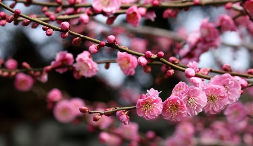 2022年2月のトロフィー攻略記事とニュースまとめ